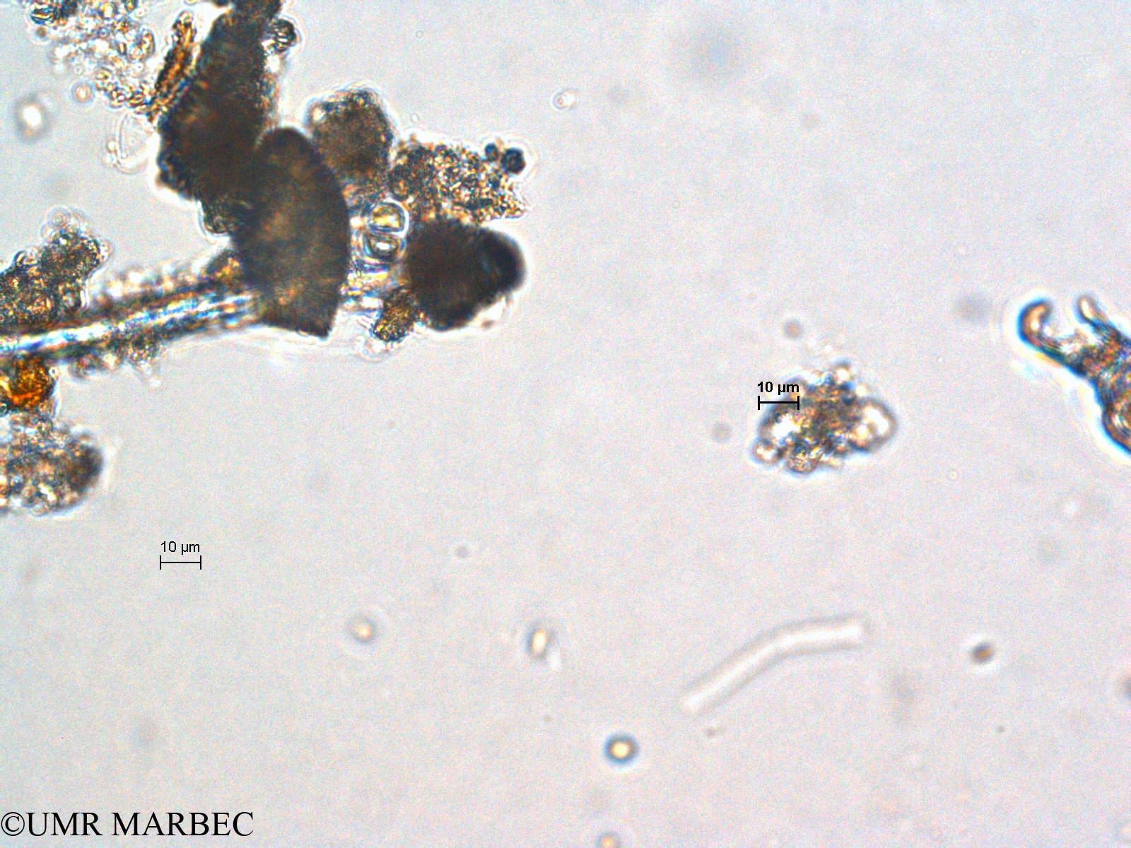phyto/Scattered_Islands/europa/COMMA April 2011/Chroococcus sp10(copy).jpg